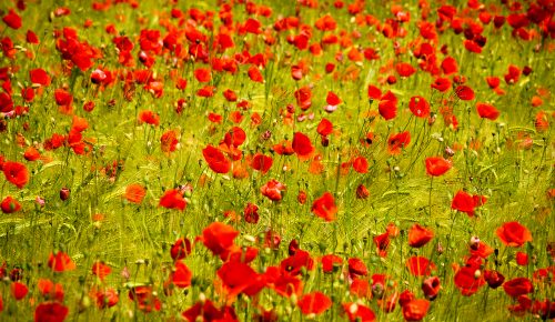 Mohn  - Feld bei Wolfratshausen